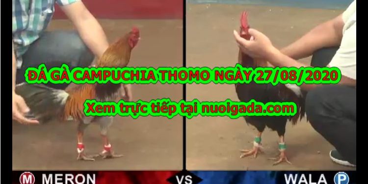 ttrực tiếp đá gà Campuchia