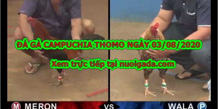 đá gà Live 999
