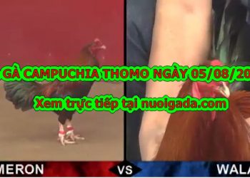 Tổng hợp đá gà Campuchia