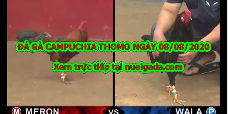video đá gà Campuchia
