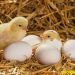 Gà ấp bao nhiêu ngày thì nở?