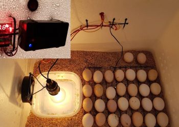 Cách làm máy ấp trứng