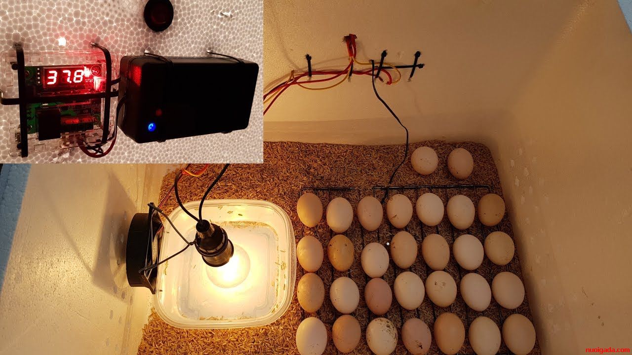 Cách làm máy ấp trứng