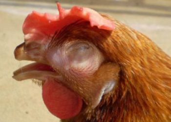 Bệnh APV trên gà