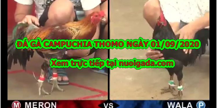 đá gà trực tiếp