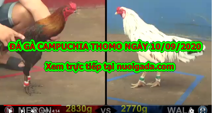 đá gà CPC Thomo