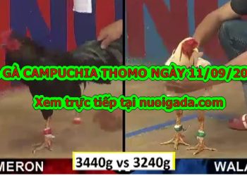 đá gà Campuchia Kinh Điển