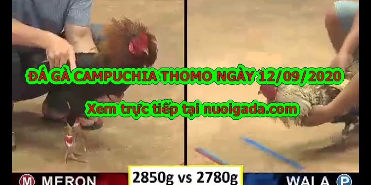 Video đá gà CAM