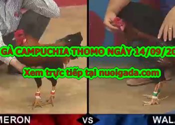 đá gà trực tiếp 999