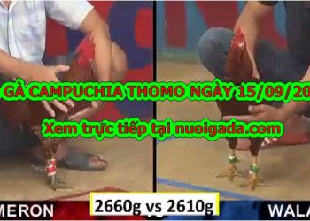 Đá gà trực tiếp Hôm Nay