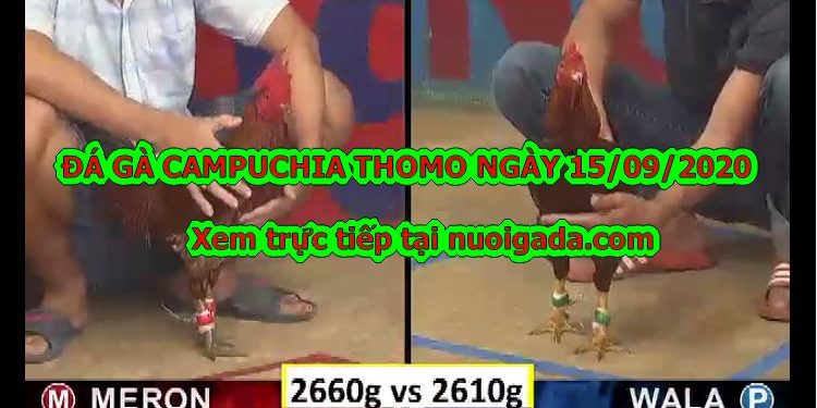 Đá gà trực tiếp Hôm Nay
