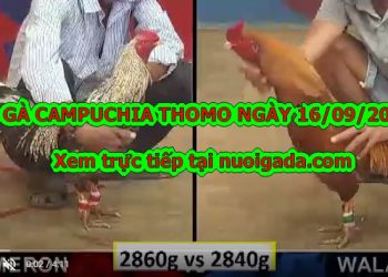 Video đá gà cựa dao