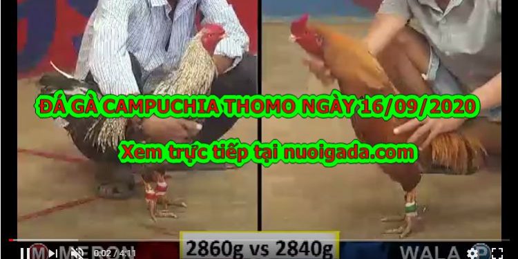 Video đá gà cựa dao