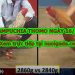 Video đá gà cựa dao