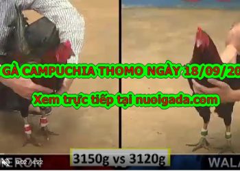 Đá gà Thomo Hôm Nay