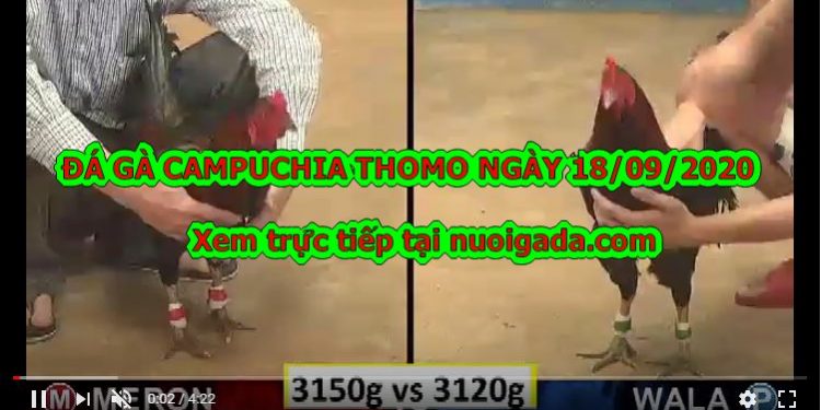 Đá gà Thomo Hôm Nay