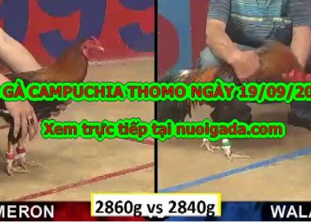 đá gà 999 trực tiếp