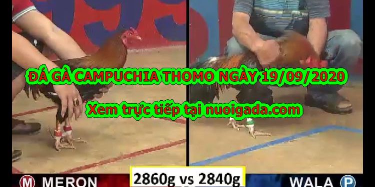 đá gà 999 trực tiếp