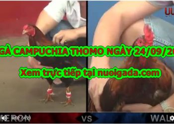 đá gà cựa sắt MỚI NHẤT