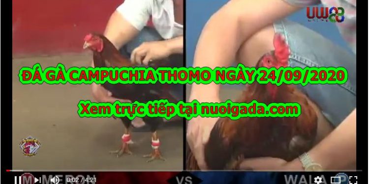 đá gà cựa sắt MỚI NHẤT