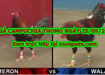 đá gà trực tiếp