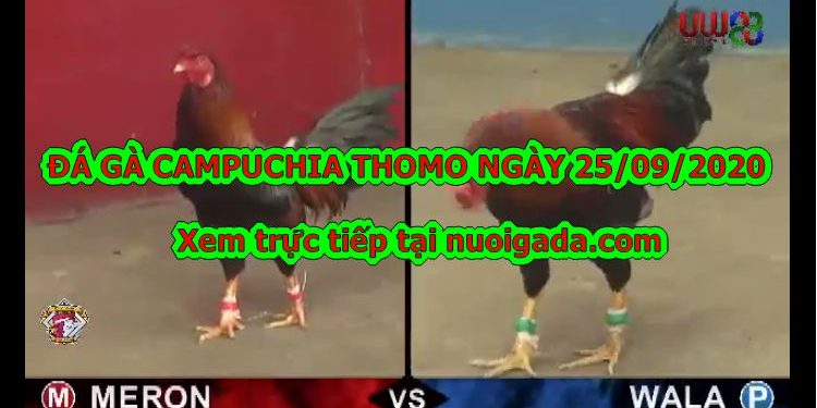 đá gà trực tiếp