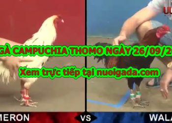 Đá gà Thomo Campuchi