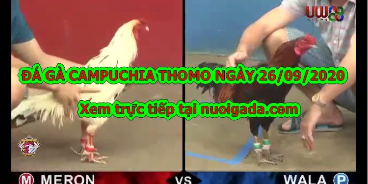 Đá gà Thomo Campuchi