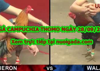 Đá gà Thomo trực tiếp