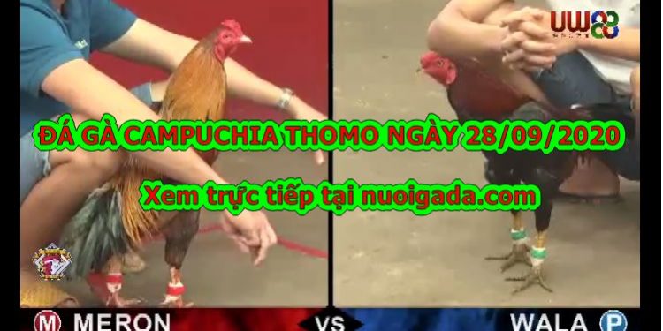 Đá gà Thomo trực tiếp