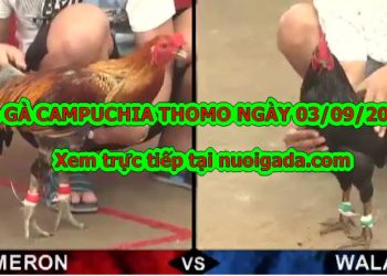 Trực tiếp đá gà