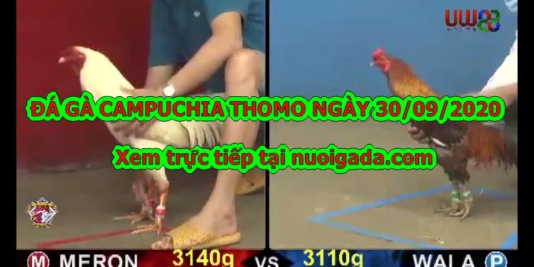 Tổng hợp đá gà Campuchia