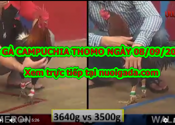 đá gà cựa dao Hay