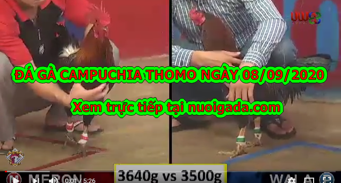 đá gà cựa dao Hay