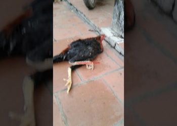 Gà bị liệt chân