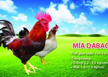 giống gà DABACO
