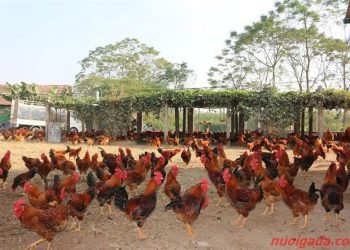 nuôi gà thả vườn kiểu mới