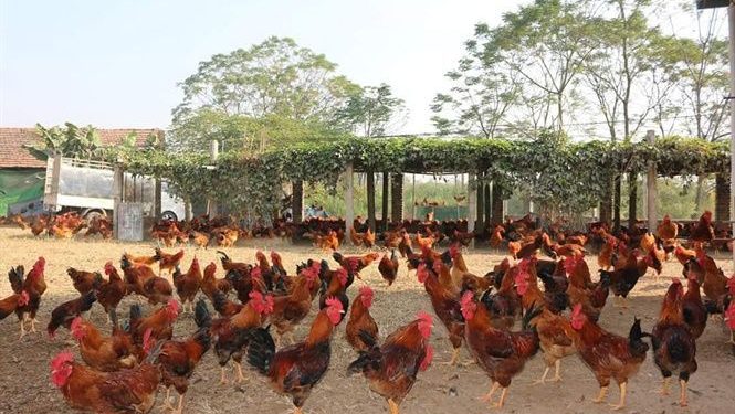 nuôi gà thả vườn kiểu mới