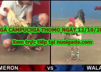 đá gà cựa Xổ To