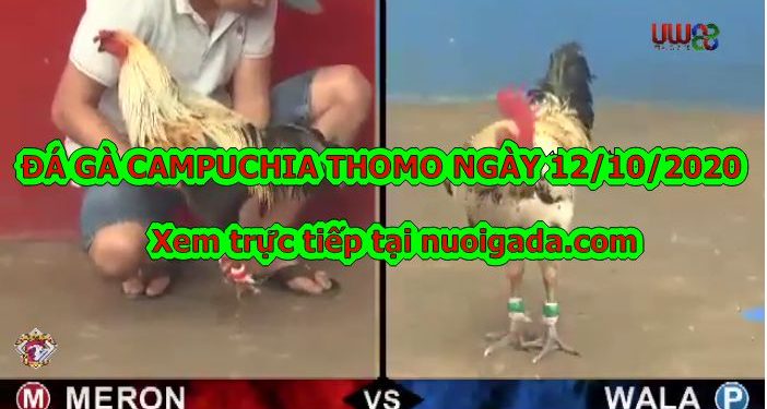 đá gà cựa Xổ To