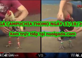 đá gà trường Thomo