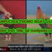 video đá gà Hay Nhất