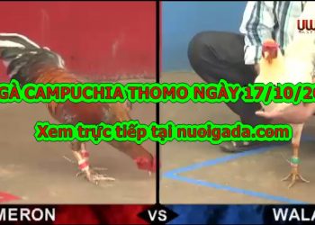 trực tiếp đá gà Mỹ