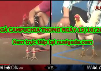 Xem đá gà CAM Thomo