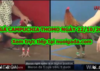 đá gà Thomo Xổ Lớn