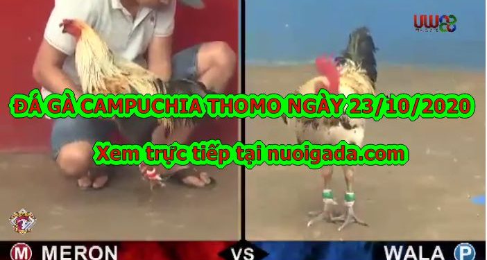 Đá gà Campuchia Thomo