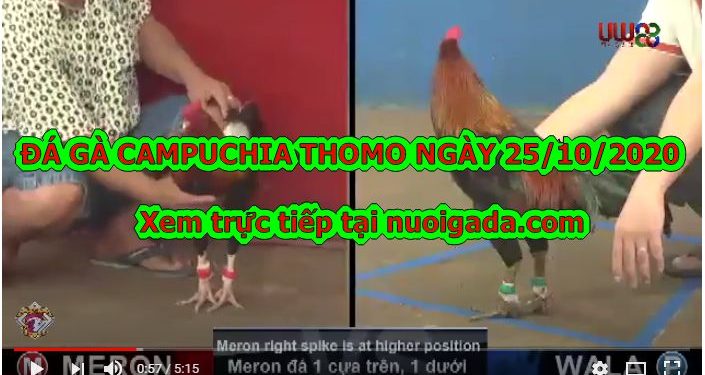 Xem đá gà Xổ 999