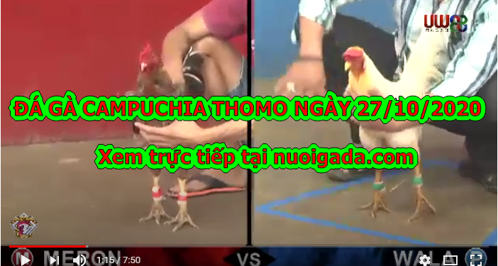 Clip đá gà trực tiếp