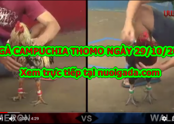 Đá gà Thomo Hôm Nay