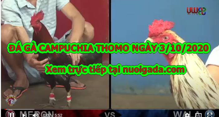 Đá gà Casino trực tiếp